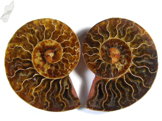 Ammonite Pair 8.5cm