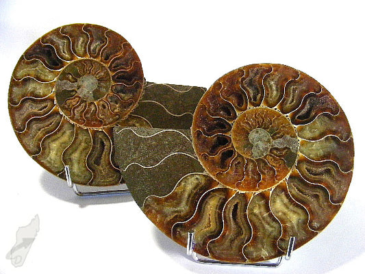 Ammonite Pair 15.2cm