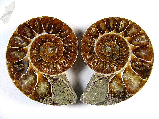 Ammonite Pair 6.9cm