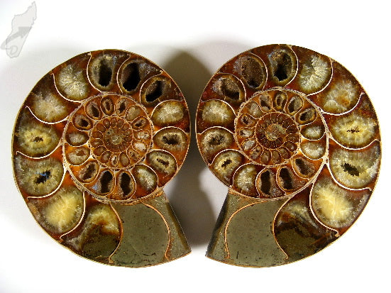 Ammonite Pair 10cm