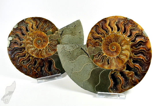 Ammonite Pair Large 18.6cm