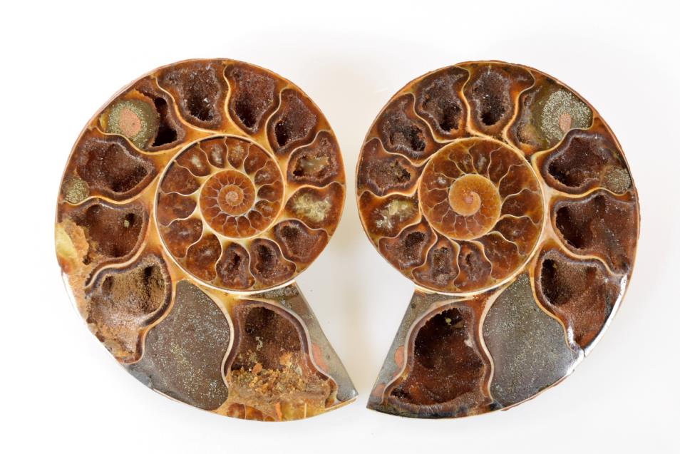 Ammonite Pair 11cm