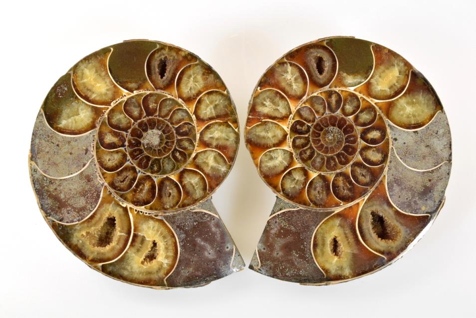 Ammonite Pair 11.1cm