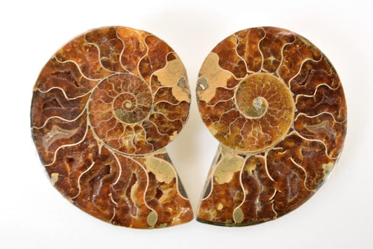 Ammonite Pair 11.3cm