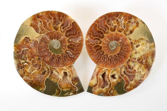 Ammonite Pair 12cm