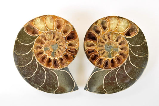 Ammonite Pair 11.7cm