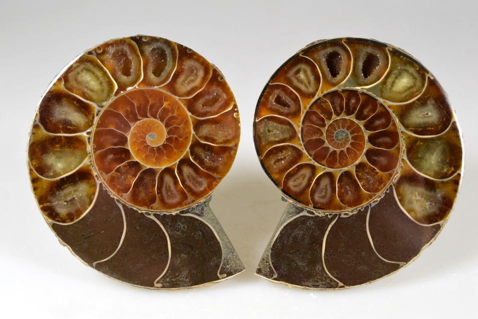 Ammonite Pair 7.2cm