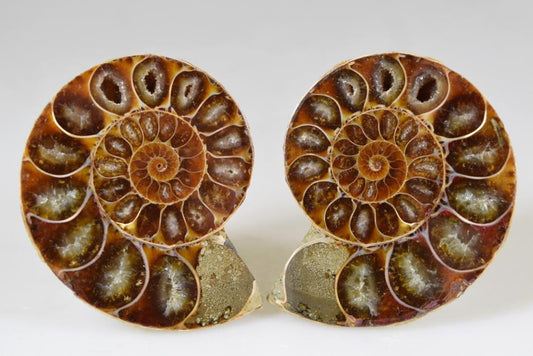 Ammonite Pair 6cm