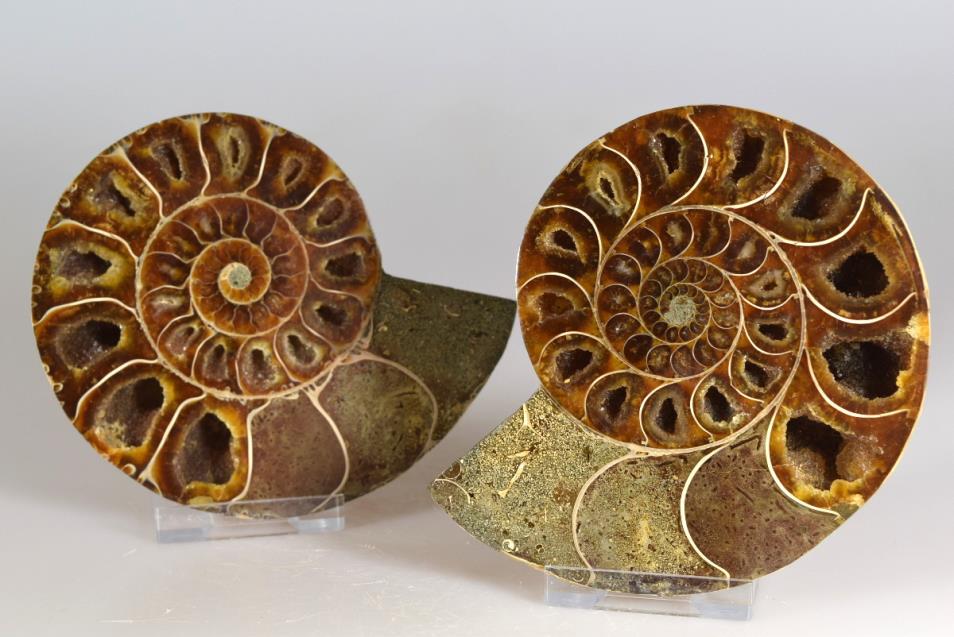 Ammonite Pair 10.7cm