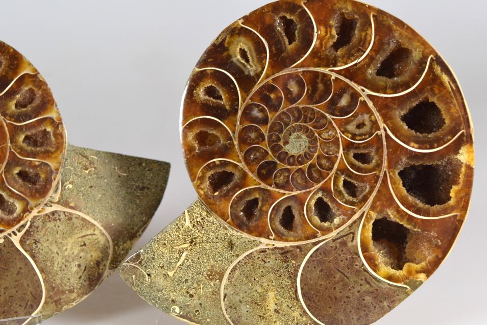 Ammonite Pair 10.7cm