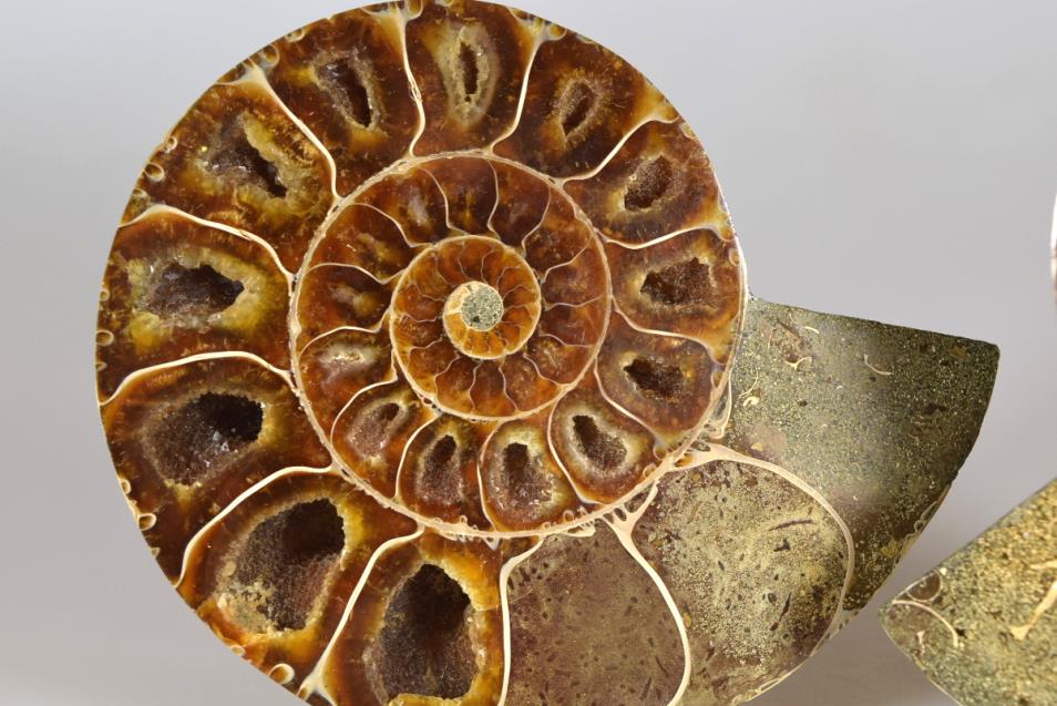 Ammonite Pair 10.7cm