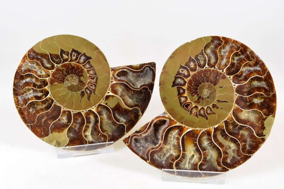 Ammonite Pair 10.5cm