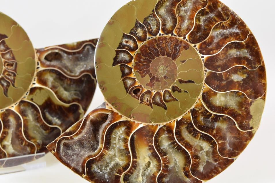 Ammonite Pair 10.5cm