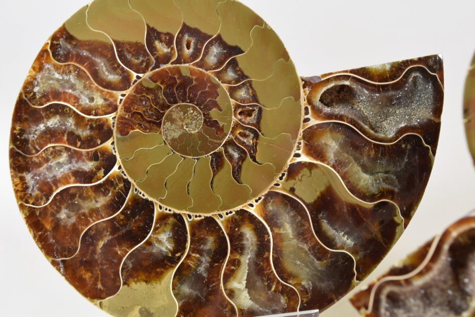 Ammonite Pair 10.5cm