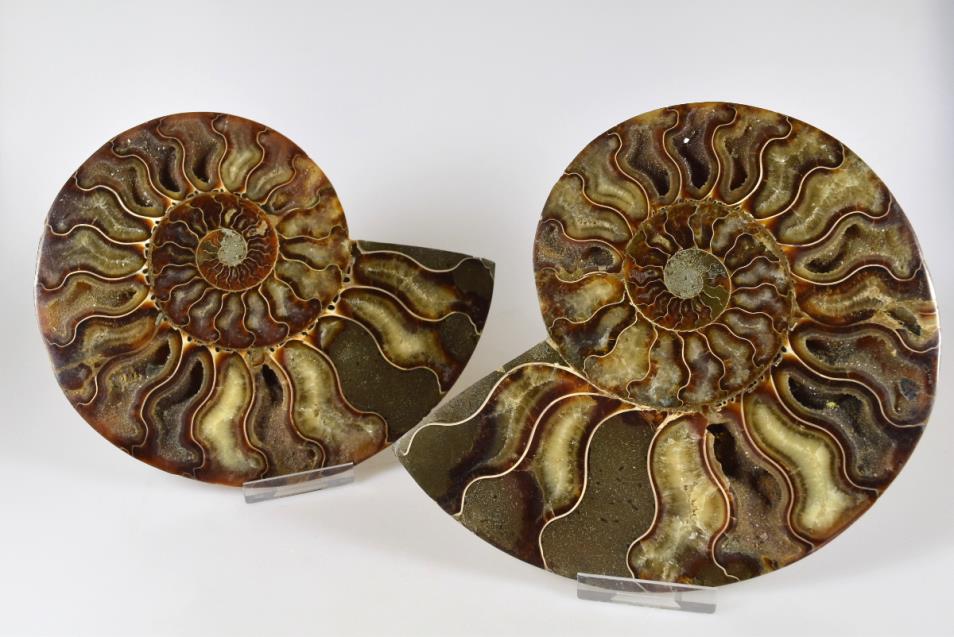 Ammonite Pair Large 17.4cm