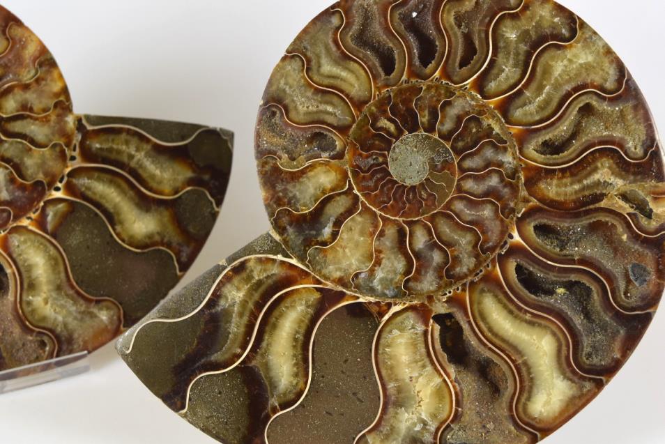 Ammonite Pair Large 17.4cm