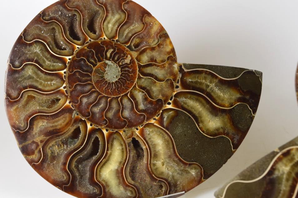 Ammonite Pair Large 17.4cm