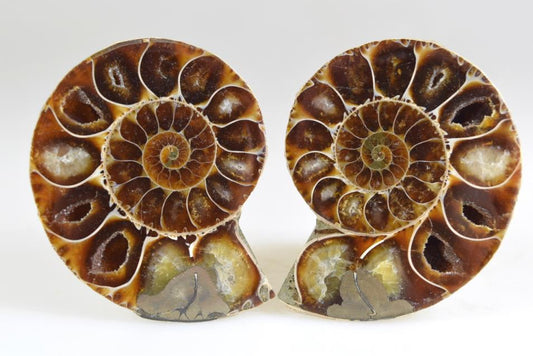 Ammonite Pair 5.8cm