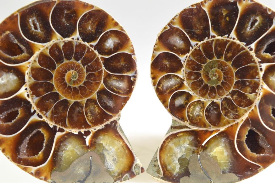 Ammonite Pair 5.8cm