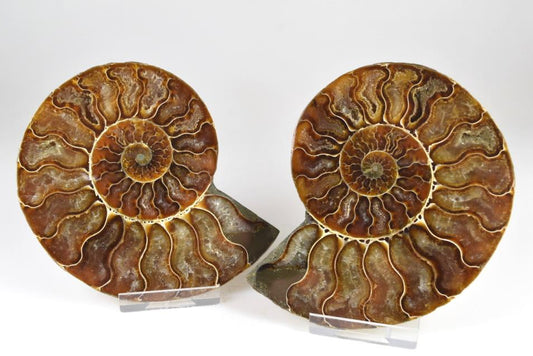 Ammonite Pair 11.2cm