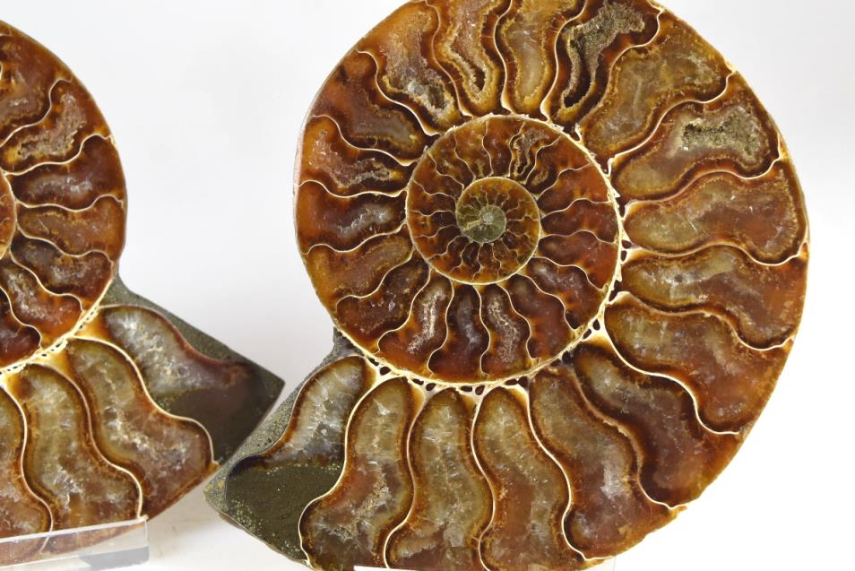 Ammonite Pair 11.2cm