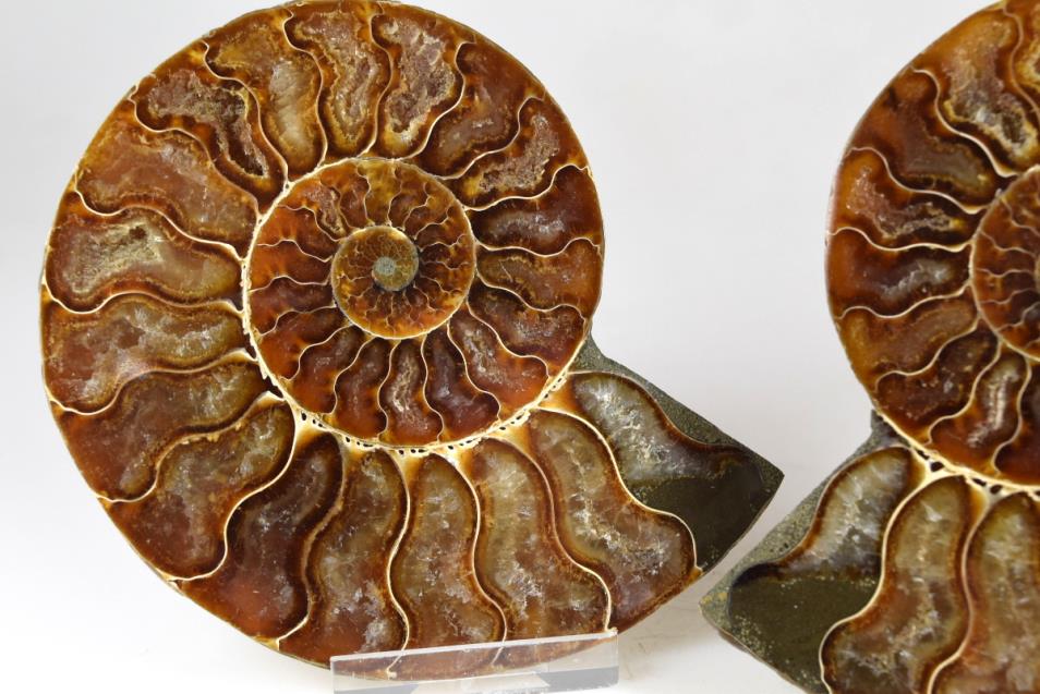 Ammonite Pair 11.2cm