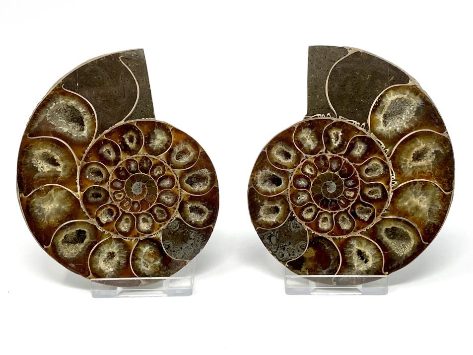 Ammonite Pair 9.6cm