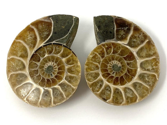 Ammonite Pair 5.2cm