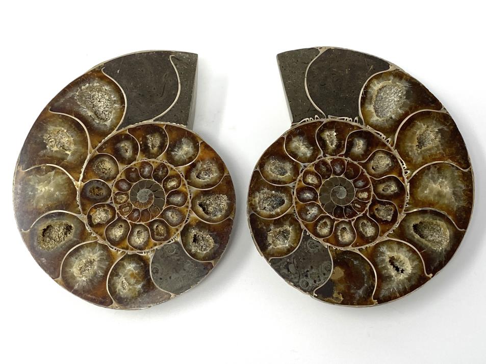 Ammonite Pair 9.6cm