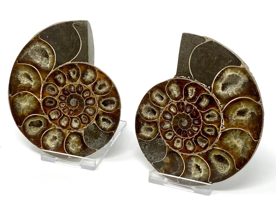 Ammonite Pair 9.6cm