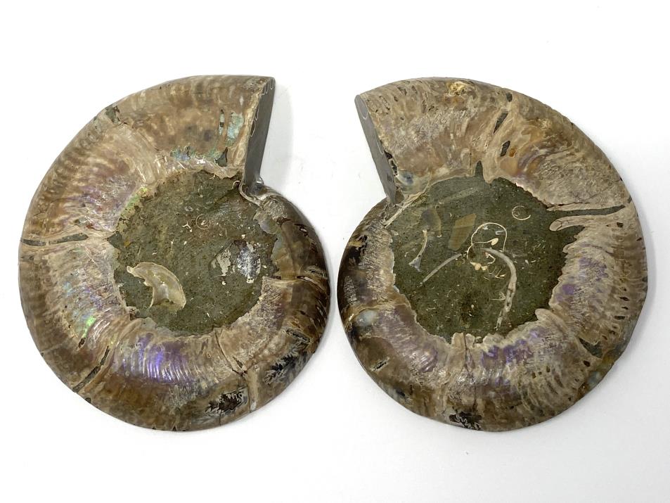 Ammonite Pair 9.6cm