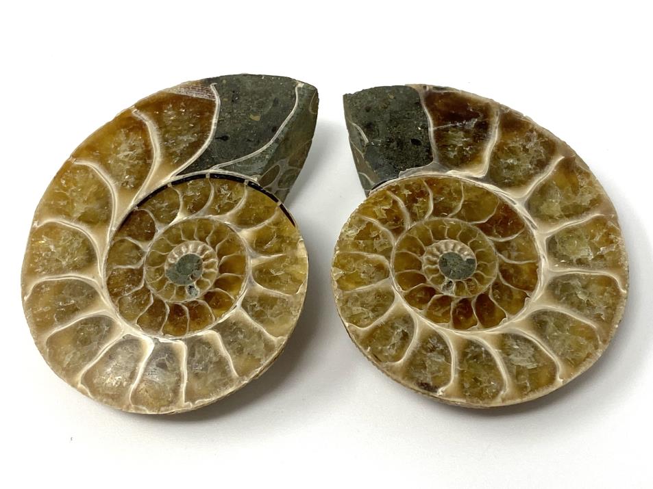 Ammonite Pair 5.2cm