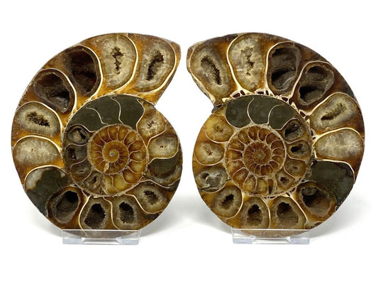 Ammonite Pair 12cm