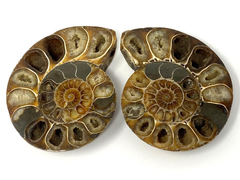 Ammonite Pair 12cm