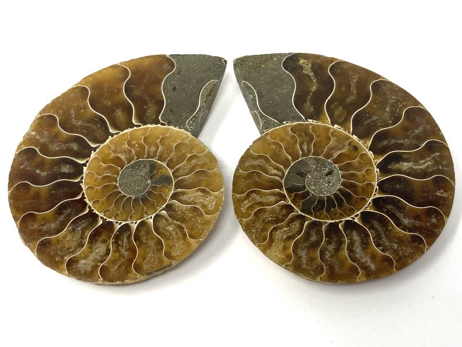 Ammonite Pair 6cm