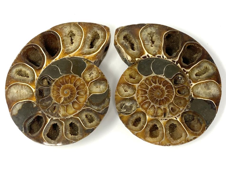 Ammonite Pair 12cm