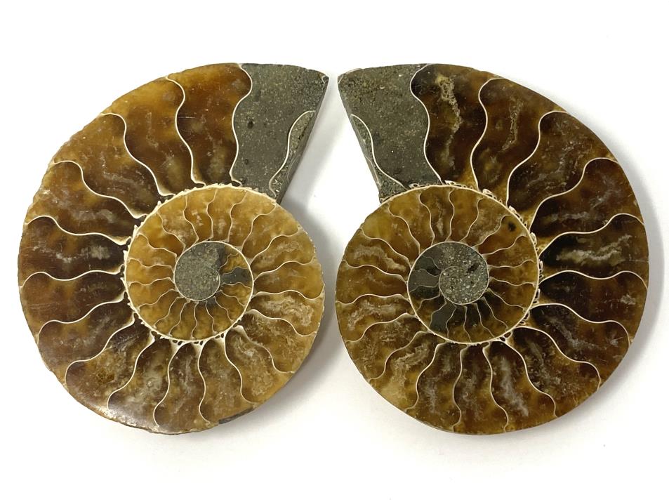 Ammonite Pair 6cm