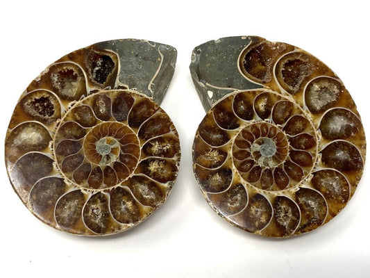 Ammonite Pair 4.9cm