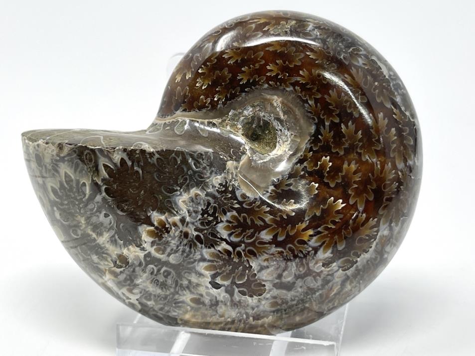 Ammonite Phylloceras Polished 7.6cm