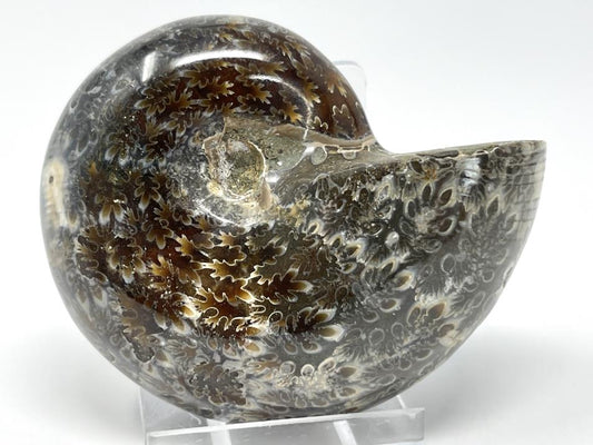 Ammonite Phylloceras Polished 7.6cm