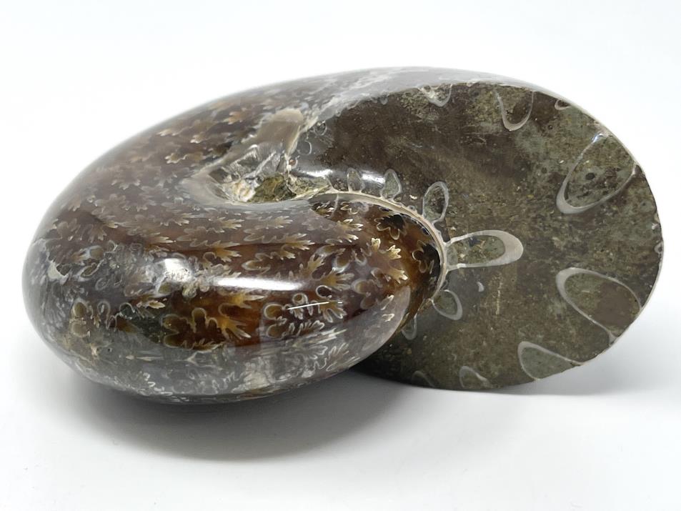 Ammonite Phylloceras Polished 7.6cm