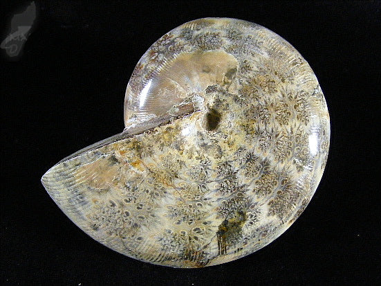 Ammonite Phylloceras Polished 8.2cm