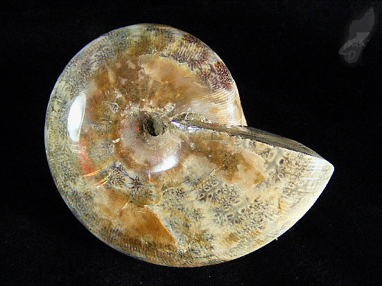 Ammonite Phylloceras Polished 8.2cm