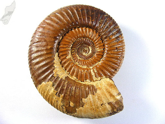 Ammonite Perisphinctes 9.3cm