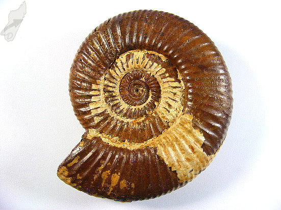 Ammonite Perisphinctes 9.3cm