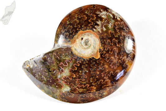 Ammonite Cleoniceras Polished 8.1cm