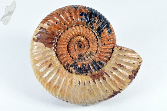 Ammonite Perisphinctes 9.1cm