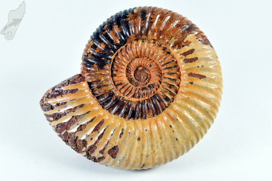 Ammonite Perisphinctes 9.1cm