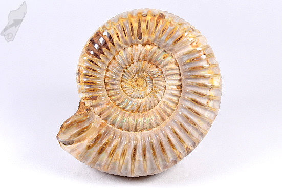 Ammonite Perisphinctes 7.6cm