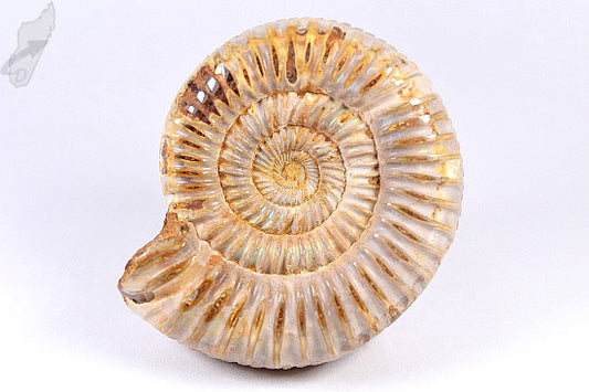 Ammonite Perisphinctes 7.6cm